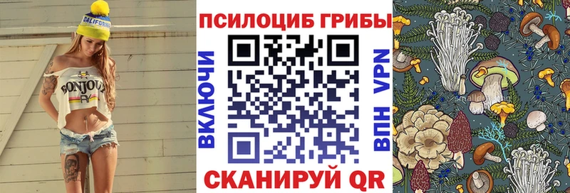 где найти наркотики  Судогда  Псилоцибиновые грибы Cubensis 